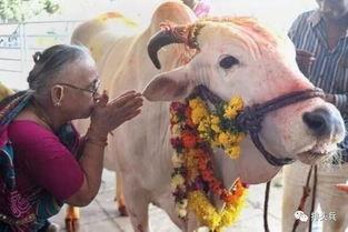 国产牛牛,探寻中国牛肉产业的崛起之路 第3张 国产牛牛,探寻中国牛肉产业的崛起之路 第3张