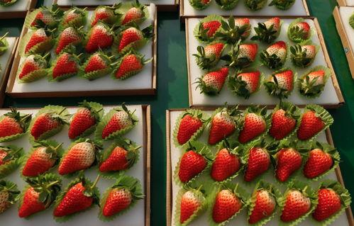 国产草莓在线,甜蜜滋味，绿色健康新选择  第3张